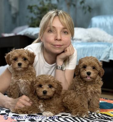 myydään maltipoo www.koiratori.com-ilmoitus 3 suloista maltipoo-pentua adoptoitavaksi. Ne ovat kaikki hyvin koulutettuja ja niillä on hyvä luonne. Lähetä sähköpostia saadaksesi lisätietoja ja kuvia.
