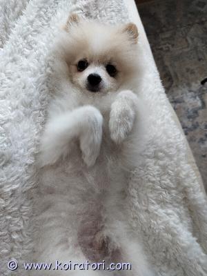 myydään pomeranian www.koiratori.com-ilmoitus Elämäntilanteen vuoksi joudun luopumaan pojasta.kohta 5 kk,hyvin koulutettu,ei hauku yksin ollessa ja osaa käydä pissa alustalla sisällä yksin ollessa.aktiivinen,sosiaalinen , leikkisä ihana poika.vain loppuelämän rakastavaan kotiin,yhteydenotot vain sähköpostiin.rokotukset annettu,vuoden päästä tehoste.kotikoiraksi