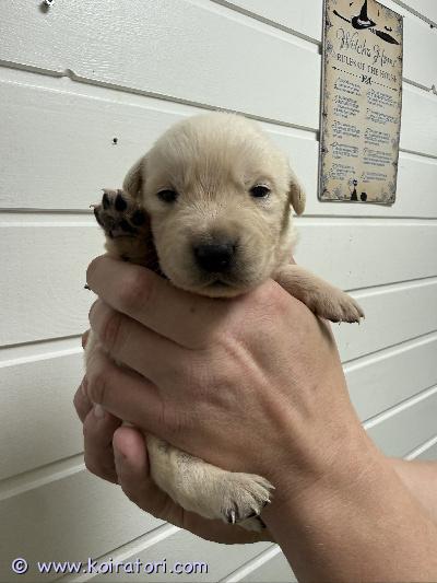 myydään kultainenlabradori www.koiratori.com-ilmoitus Myyntiin kultaisennoutajan ja labradorinnoutajan mix pennut 50/50. Isä lapukka ja äiti kultsi. Molemmat vanhemmat meidän omia kasvatteja, terveitä ja näyttelylinjaisia. vapaana 4 urosta ja 2 narttua enää. pennut syntyneet 16.6 ja ovat luovutus iässä 4.8. pennut luovutetaan rv- rekisteriin laitettuna, useaan kertaan madotettuina, sieutettuna ja eläinlääkärin tarkastamana. roduista vuosien kokemus, ja halutessasi loppuelämän tuki, kun pentu kasvaa! :) hinta pennulle 1400€ josta varausmaksua 300€ (hyvitetään noudossa alkuperäisestä summasta). Varausmaksua ei palauteta, jos peruutus tulee ostajan puolelta. kerrothan perheestäsi mahdollisimman tarkasti millaiseen kotiin olet pentua hankkimassa! vuorotyöläisenä minut tavoittaa parhaiten viestillä tai s.postilla. 