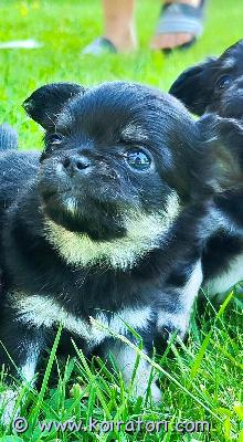 myydään chiuhauha www.koiratori.com-ilmoitus Suloiset pitkäkarvaiset chihuahuan pennut etsivät omia kotejaan18.5. Syntyneet pitkäkarvaiset chihuahuan pennut ovat nyt varattavissa. Pennut kasvavat rakastavassa kotiympäristössä ja ovat tottuneet normaaleihin kodin ääniin ja arjen touhuihin.pennut ovat luovutusikäisiä viikolla 29, jolloin ne lähtevät uusiin koteihinsa:eläinlääkärin tarkastettuinasirutettuinarokotettuinaetsimme pennuille vastuullisia, turvallisia ja rakastavia koteja, joissa niistä pidetään huolta koko niiden elämän ajan.asumme porissa.harkitse ennen päätöstä että onko aikaa ja taloudellinen tilanne koiran omistamiseen ajankohtaista