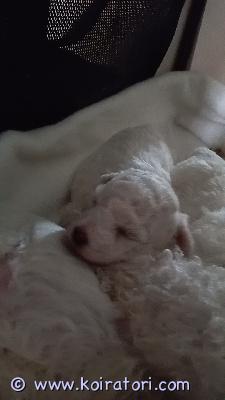 myydään bichonfrise www.koiratori.com-ilmoitus Myydään suloiset bichon frisé -pennut – 1 narttu ja 1 uros vapaanarakkaassa kotiympäristössä kasvaneet ihanat bichon frisé -pennut etsivät omia loppuelämän kotejaan.kolmen pennun pentueesta kaksi on vielä vailla omaa kotiaan. Vapaana:1 narttu1 urospennut ovat syntyneet 14.6.2026 ja ovat luovutusikäisiä 9.8.2026, jolloin ne täyttävät 8 viikkoa.pennut luovutetaan eläinlääkärin tarkastettuina ja sirutettuina. Ne ovat kasvaneet kotiympäristössä, tottuneet normaaleihin kodin ääniin ja ihmisten käsittelyyn.etsimme pennuille vastuullisia ja rakastavia koteja, joissa ne saavat turvallisen ja hyvän elämän perheenjäseninä.jos kiinnostuit tai haluat lisätietoja pennuista, ota rohkeasti yhteyttä. Kerromme mielellämme lisää ja sovimme tutustumiskäynnin.