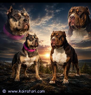 myydään americanbully www.koiratori.com-ilmoitus Tulossa americanbully xl/standard -pentue. Pennut syntyvät viikolla 30. Luovutusus syyskuun puolivälissä, 8vk ikäisinä.etsimme pennuille aktiivisia ja rakastavia loppuelämän koteja.molemmat vanhemmat ovat terveitä ja tervepäisiä rotunsa edustajia. Luonteeltaan erittäin ihmisläheisiä sosiaalisia ja tasapainoisia perhekoiriapennut kasvavat lapsiperheen arjessa tottuen erilaisiin ääniin, käsittelyyn, eri ihmisiin sekä muihin koiriin. Panostamme pentujen varhaiseen sosiaalistamiseen ja monipuolisiin kokemuksiin ennen luovutusta.pennut luovutetaan:. Eläinlääkärin tarkastamina• useaan kertaan madotettuina• sirutettuina• rekisteröityinä abkc (american bully kennel club)kattavan pentupaketin kanssaotamme vastaan muutamia ennakkovarauksia.jos olet etsimässä itsellesi tai perheellesi uutta perheenjäsentä, niin ota yhteyttä niin jutellaan lisää.toivomme, että kerrot yhteydenotossasi itsestäsi ja perheestäsi sekä siitä millaisen kodin voit tarjota tulevalle pennulle. Emme myy pentuja pelkkien sähköpostien perusteella, vaan toivomme, että tulevat omistajat tulevat tutustumaan meihin, vanhempiin ja pentuihin paikan päälle.