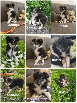 MYYDääN sheltie puppies www.koiratori.com-ilmoitus The kennel is selling tricolor shetland sheepdog puppies: 1 female and 1 male.born om 21.03.2026.all puppies have cea+/+ parents.the puppies are healthy, outgoing, affectionate, obedient, playful, positive, and litter-trained.sandra is strong and fast.irwin is calm, and his testicles are in place.both puppies meet the standard: irwin is closer to the middle of the standard, sandra is closer to the end of the standard.ready to go to a new family.each puppy has an ekl/fci pedigree, a european passport, a microchip, and a sales contract.all vaccinations have been done!the parents are show dogs and have been health-tested.i have whatsapp and viber.kennel myy tricolor-shetlanninlammaskoiran pentuja: 1 naaras ja 1 uros.syntyneet 21.03.2026.kaikilla pennuilla on cea+/+ vanhemmat.pennut ovat terveitä, ulospäinsuuntautuneita, hellyydenkipeitä, tottelevaisia, leikkisiä, positiivisia ja koulutettuja pentueen kasvatukseen.sandra on vahva ja nopea.irwin on rauhallinen ja sen kivekset ovat paikoillaan.molemmat pennut täyttävät rotumääritelmän: irwin on lähempänä rotumääritelmän keskikohtaa, sandra lähempänä loppua.valmiita muuttamaan uuteen perheeseen.jokaisella pennulla on ekl/fci-sukupuu, eurooppalainen passi, mikrosiru ja kauppakirja.kaikki rokotukset on annettu!vanhemmat ovat näyttelykoiria ja heille on tehty terveystarkastuksia.minulla on whatsapp ja viber.
