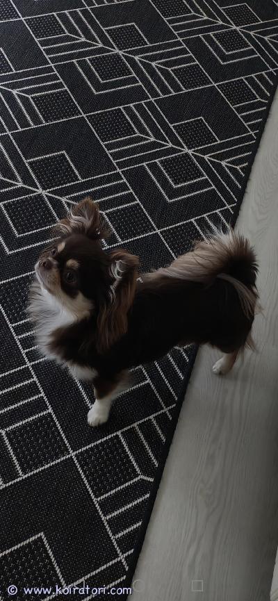 myydään chihuahua www.koiratori.com-ilmoitus Sijoitus kotivuoden ikäiselle chihuahua-narttu stellalle etsitään sijoituskotia ??etsin rakastavaa ja sitoutunutta sijoituskotia vuoden ikäiselle chihuahua-nartulleni stellalle.toiveena olisi: • rauhallinen ja pysyvä koti. • ei lapsiperheeseen. • mieluiten satakunnan alueelta, jotta yhteistyö sujuu helposti. • stellaa kohdellaan ennen kaikkea rakkaana perheenjäsenenä.sijoitussopimuksen ehdoista, vastuista ja käytännöistä sovitaan aina kirjallisesti etukäteen. Etsin kotia, joka on valmis sitoutumaan hyvään yhteistyöhön ja tarjoamaan stellalle turvallisen, rakastavan ja pysyvän arjen.jos uskot voivasi tarjota stellalle juuri oikean kodin, kerrothan viestissäsi hieman itsestäsi, asumisestasi ja aiemmasta koirakokemuksestasi.yhteydenotot yksityisviestillä. ??