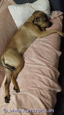 myydään amstaffi/pitbull/rotikka www.koiratori.com-ilmoitus Kotia etsii 30.10.-25 syntynyt tyttö.on madotettu säännöllisesti, eläinlääkärin tarkastama (pentutarkastus) ja sirutettu. ei mitään allergioita ja muutenkin kaikki ruokainen. emo: amstaffi/pitbull ja isä: amstaffi/rotikka.todella kiltti kaikkia kohtaan, tulee toimeen muiden koirien kanssa hyvin. Ei kokemusta muista eläimistä. kynsien leikkuu välillä menee leikkimiseksi mutta antaa leikata kuitenkin. lenkillä kulkee hyvin, välillä alku lenkistä vetää mutta muuten ei. asuu tällä hetkellä kerrostalossa, eikä ole ongelmia, saattaa välillä haukahtaa jos käytävästä kuuluu enemmän melua mutta ei kuitenkaan hauku koko ajan kaikille äänillä. pysyy vapaana pihassa yksin mutta toisen koiran kanssa lähtee helposti pidemmälle seikkailemaan. tällä hetkellä juoksut, eli se huomioitava uudessa kodissa jos ennestään muita koiria. kerro millainen koti sinulla olisi tarjota neidille. heinolassa/hinta 800€