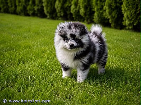 myydään pomeranian www.koiratori.com-ilmoitus Rakastavaa kotia!ikä: 2,5 kuukautta.pentu on käynyt eläinlääkärin tarkastuksessa ja on täysin terve. Sillä on kaikki ikään kuuluvat rokotukset, mikrosiru sekä eläinlääkärin myöntämä lemmikkipassi.pentu on iloinen, aktiivinen, lempeä ja hyvin sosiaalistettu. Se rakastaa leikkiä ja viettää aikaa ihmisten kanssa, joten se sopii erinomaisesti myös lapsiperheeseen. Siitä tulee uskollinen ystävä ja ihana perheenjäsen.pentu on täysin valmis muuttamaan uuteen rakastavaan kotiin ja odottaa innolla omia huolehtivia omistajiaan.