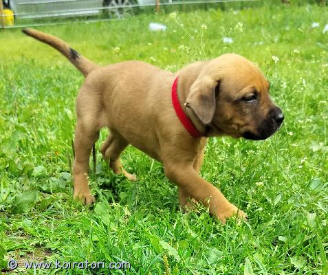 myydään koiranpennut www.koiratori.com-ilmoitus Omaa kotia etsii vielä muutama amstaffi/pitbull/rottweiler mix pentu. Ovat valmiita muuttamaan jo omiin koteihinsa. Syntyneet 23.5 ja ovat käyneet eläinlääkärin tarkastuksessa, sirutettu ja madotettu asianmukaisesti. Laitathan viestiä pian mikäli sinulla olisi tarjota pennulle koti. 