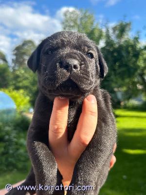 MYYDääN canecorso www.koiratori.com-ilmoitus Cane corso -pentujavarattavissa on vielä muutamia cane corso -pentuja.kennel nordicshadowissa syntyi 16.6.2026 odotettu cane corso -pentue, jossa on yhteensä 9 pentua – 5 urosta ja 4 narttua.pennut kasvavat rakastavassa kotiympäristössä osana perhettämme. Ne tottuvat jo varhain kodin ääniin, ihmisiin sekä päivittäiseen käsittelyyn. Tavoitteemme on kasvattaa tasapainoisia, sosiaalisia ja hyväluonteisia cane corsoja, jotka soveltuvat erinomaisesti perhekoiriksi.vanhemmaturos: ulisse castrignano est-01027/25narttu: aquila dorata bromelia est-01028/25pennut ovat valmiita muuttamaan uusiin koteihinsa 12.8.2026 alkaen, jolloin ne ovat 8 viikon ikäisiä. Pennut luovutetaan ainoastaan vastuullisiin, rakastaviin ja pysyviin koteihin.ennen luovutusta pennut:tarkastetaan eläinlääkärin toimestamadotetaan eläinlääkärin suositusten mukaisestitunnistusmerkitään mikrosirullasaavat eu-lemmikkieläinpassinrekisteröidään fci/ekl-rekisteriin ja luovutetaan virallisen rekisteritodistuksen (sukutaulun) kanssapennun mukana saat:laadukasta penturuokaalelunpeiton tai alustan, jossa on pennulle tuttu tuoksupennun hoito- ja kasvatusohjeetkasvattajan elinikäisen tuen ja neuvonnanjos harkitset vakavasti cane corso -pennun hankintaa ja voit tarjota sille turvallisen, rakastavan ja vastuullisen kodin, ota rohkeasti yhteyttä. Kerromme mielellämme lisää pentueesta, vanhemmista ja rodusta sekä autamme arvioimaan, sopiiko cane corso juuri sinulle ja perheellesi.osamaksu on mahdollista järjestää sopimuksen mukaan.yhteystiedot:käthy suuderkennel nordicshadowsähköposti: gathy66@hotmail.compyydämme ottamaan yhteyttä vain, mikäli kiinnostuksesi on vakava.pennut voidaan toimittaa kaikkialle suomeen sekä muihin eu-maihin.