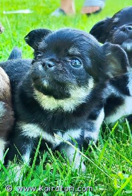 myydään chiuhauha www.koiratori.com-ilmoitus Suloinen poika chihuahuan pentu etsii uutta kotia 18.5. Syntynyt pitkäkarvanen chihuahuan pentu on nyt luovutus ikäinen. Pentu on kasvanut rakastavassa kotiympäristössä ja ovat tottuneet normaaleihin kodin ääniin ja arjen touhuihin.pentu on luovutusikäinen  viikolla 29, eläinlääkärin tarkastamasirutettumatodettuetsimme pennulle vastuullisia, turvallisia ja rakastavia kotia, jossa hänestä pidetään huolta koko hänen elämän ajan.asumme porissa.harkitse ennen päätöstä että onko aikaa ja taloudellinen tilanne koiran omistamiseen ajankohtaistah