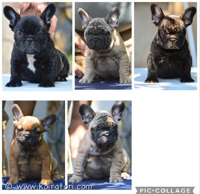 myydään Ranskanbulldoggi  www.koiratori.com-ilmoitus Ihanat ranskanbulldoggipennut etsivät omia kotejaan! Varattavissa on viisi urospentua väreissä: fawn(2), puna/fawn(1) sekä brindle(2). Polvitarkastetuista, hyväluonteisista ja hyvin hengittävistä vanhemmista. Pojat ovat vahvan urosleiman omaavat, maskuliiniset ja rotutyypilliset pennut. Luonteeltaan pennut ovat perus ranskanbulldoggeja, hengittävät hyvin, ovat reippaita, eloisia ja hauskoja - todella sosiaalisia sekä ystävällisiä. Pennut ovat kasvaneet perheen keskellä, kotikasvattajalla. Pennut madotetaan useaan kertaan, sirutetaan, rokotetaan sekä eläinlääkäritarkastetaan kahteen kertaan. Pennut myös rekisteröidään! Pennut luovutetaan 6.8.2026 eteenpäin omien eväsreppujensa sekä rotukasvattajan vankan taustatuen kera. Lisätietoja saa asiallisesti yhteystietonsa lähettäneet, potentiaaliset ja varmat kotiehdokkaat, joilla on ranskikselle tarjolla se parahin koti sekä talous kunnossa. Kodit valitaan tarkoin, joten varaudu kertomaan sinusta/teistä kattavasti jo ensimmäisessä yhteydenotossasi. Ei sijoitukseen, ei osamaksumahdollisuutta.
