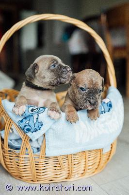 MYYDääN canecorso www.koiratori.com-ilmoitus Kennelissämme syntyi 14.6 pentue,joista vielä varattavissa muutama pentu.vanhemmat terveystutkittuja ja molemmilla huippuluokan kansainväliset näyttelytulokset,sekä täyden 10 luonne.molemmat vanhemmat myös nähtävissä kennelissämme.pennut rekisteröidään eestin kennelliittoon ja luovutushetkellä on ne eläinlääkärin tarkastamat,useasti madotetut ja iänmukaisesti rokotettuja ja sirutettuja.mukaan kattava pentupaketti,sekä kasvattajan loppuelämän tuki.uudelta kodilta odotamme rodun tuntemusta/tutustumista rotuun ennen hankinta päätöstä.osamaksu mahdollinen.lisätietoja mielellään puhelimitse tai whatsapp +37255628699 (puhun suomea)