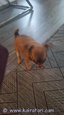 myydään chihuahua www.koiratori.com-ilmoitus ???? kolme hurmaavaa chihuahuan pentua etsii loppuelämän rakastavaa kotia! ????etsitkö itsellesi uskollista ystävää, suurta persoonallisuutta pienessä koossa ja arjen ilostuttajaa? meillä kasvaa kolme upeaa chihuahuan pentua, jotka ovat nyt valmiita valloittamaan uudet sydämet ja muuttamaan omiin loppuelämän koteihinsa.???? perustiedot pennuista:syntymäaika: 17.5.2026luovutus: heti valmiina uusiin seikkailuihin!terveys: asianmukaisesti madotettu. Lääkärintarkastus tehty ja sirutettu 17.7.2026 (kaikki kunnossa!) 18.7.2026.?? luonne ja sosiaalisuus:nämä pennut ovat kasvaneet arjen keskellä ja saaneet paljon rakkautta. Ne ovat erittäin tottuneita ihmisten käsittelyyn, syliin ja hellyyteen. Luonteeltaan pennut ovat:äärimmäisen reippaita ja uteliaitasosiaalisia ja ihmisrakaitaleikkisiä ja oppivaisia nappisilmiächihuahua on tunnetusti uskollinen ja rohkea seuralainen, joka kiintyy perheeseensä syvästi. Nämä kolme pientä ihmettä ovat valmiita antamaan kaiken rakkautensa kotiin, joka sitoutuu huolehtimaan niistä koko niiden elämän ajan.???? mitä odotamme tulevalta kodilta?toivomme sinun tarjoavan vastuullisen, rakastavan ja pysyvän kodin. Kerrothan yhteydenotossasi hieman itsestäsi, asumismuodostasi ja siitä, millainen koti sinulla olisi tarjota yhdelle näistä hurmureista.