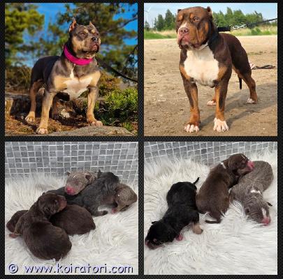myydään americanbully www.koiratori.com-ilmoitus Americanbully xl/standard -pentue. upeat tri color pennut etsivät aktiivisia ja rakastavia loppuelämän kotejaan.molemmat vanhemmat ovat terveitä ja tervepäisiä rotunsa edustajia. Luonteeltaan erittäin ihmisläheisiä sosiaalisia ja tasapainoisia perhekoiria.pennut kasvavat lapsiperheen arjessa tottuen erilaisiin ääniin, käsittelyyn, eri ihmisiin sekä muihin koiriin. Panostamme pentujen varhaiseen sosiaalistamiseen ja monipuolisiin kokemuksiin ennen luovutusta.pennut luovutetaan:. Eläinlääkärin tarkastamina• useaan kertaan madotettuina• sirutettuina• rekisteröityinä abkc (american bully kennel club)pentupaketin kera.luovutus syyskuun toisella viikolla.jos olet etsimässä itsellesi tai perheellesi uutta perheenjäsentä, niin ota yhteyttä niin jutellaan lisää. toivomme, että kerrot yhteydenotossasi itsestäsi ja perheestäsi sekä siitä millaisen kodin voit tarjota tulevalle pennulle. Emme myy pentuja pelkkien sähköpostien perusteella, vaan toivomme, että tulevat omistajat tulevat tutustumaan meihin, vanhempiin ja pentuihin paikan päälle.