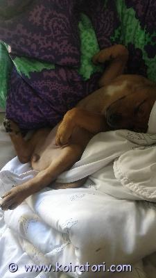 myydään amstaff www.koiratori.com-ilmoitus 2 amstaffimix pentua etsii vielä kotia.syntynyt 23.5toinen tyttö ja toinen poikatottuneet isompiin koiriin osaavat käydä ulkona asioilla, eivät kuitenkaan ole vielä sisäsiistejä täysinmolemmat todella sosiaalisia, poika hieman ujompi. kerro millainen koti sinulla on tarjota ja millaista koirakokemusta löytyy/jos löytyykuopio/hinta 1050€