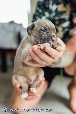 MYYDääN canecorso www.koiratori.com-ilmoitus Kennelissämme syntyi 14.6 pentue,joista vielä varattavissa muutama pentu.vanhemmat terveystutkittuja ja molemmilla huippuluokan kansainväliset näyttelytulokset,sekä täyden 10 luonne.molemmat vanhemmat myös nähtävissä kennelissämme.pennut rekisteröidään eestin kennelliittoon ja luovutushetkellä on ne eläinlääkärin tarkastamat,useasti madotetut ja iänmukaisesti rokotettuja ja sirutettuja.mukaan kattava pentupaketti,sekä kasvattajan loppuelämän tuki.uudelta kodilta odotamme rodun tuntemusta/tutustumista rotuun ennen hankinta päätöstä.osamaksu mahdollinen.lisätietoja mielellään puhelimitse tai whatsapp +37255628699 (puhun suomea)