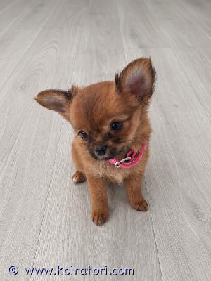 myydään Pitkäkarvainen chihuahua www.koiratori.com-ilmoitus ? sydämenvalloittaja etsii sitä oikeaa – hurmaava chihuahua-tyttö ?etsitkö elämääsi uskollista ystävää, joka täyttää päivät ilolla ja pyörteettömällä rakkaudella? tämä pikkuinen unelma on valmis valloittamaan maailman – ja sinun sydämesi!tämä nappisilmäinen kaunotar on luonteeltaan täysi kymppi: persoonallisuutta, loputonta uteliaisuutta ja lempeää hellyyttä. Pentu rakastaa ihmisen läheisyyttä, lämpimiä sylirapsituksia ja hauskoja leikkihetkiä. Hän on kasvanut perheen arjen keskellä, joten hän on reipas, sosiaalinen ja tottunut normaaleihin kodin ääniin. tällä tytöllä on suuri sydän, ja hän etsii juuri sitä loppuelämän rakastavaa kotia, jossa häntä vaalitaan perheenjäsenenä.???? sukupuoli: narttusyntymäaika: 17.5.2026eläinlääkärin tarkastama: 17.7.2026 (terve, virallinen todistus mukaan)sirutettu: 17.7.2026 (rekisteröity asianmukaisesti)madotukset: hoidettu huolellisesti ajallaan???? mitä koti tarjoaa ja saa:pentu luovutetaan vain vastuulliseen ja sitoutuneeseen kotiin.mukaan lähtee tuttua penturuokaa sekä emon ja sisarusten tuoksuinen peitto turvaksi uuden elämän alkuun.tämä pikkuinen hurmuri on jo täysin valmis muuttamaan uuteen kotiinsa. Jos tunnet, että sinulla on tarjota tälle prinsessalle loppuelämän mittainen, turvallinen ja rakastava koti, ota rohkeasti yhteyttä!moona