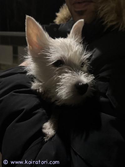 myydään westie www.koiratori.com-ilmoitus Tämä on Sissi. Nimen voit halutessasi vaihtaa. Sissi on älykäs ja se oppii nopeasti uuden nimen. Sissi on westie eli valkoinen länsiylämaanterrieri. Se syntyi kotonani helsingissä 9.5.26. Se on terveystarkastettu, sirutettu ja useasti madotettu. Se on reipas ja iloinen sydänten valloittaja.Sissi on vapaana peruutuksen vuoksi. Se on luovutusikäinen ja saat sen ihastuessasi mukaasi uuteen pysyvään kotiin. Tietysti haluan kuulla millaiset olosuhteet voit Sissille tarjota. Soita ja kysele lisää. Tule tutustumaan!