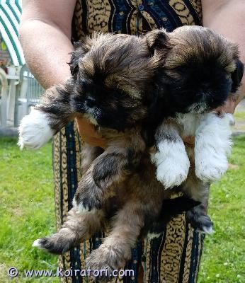 myydään shiapso www.koiratori.com-ilmoitus 2 poikapentua jäljellä lhasa apso-isästä ja shih tzu emästä.nämä valloittavat karvapallot ovat syntyneet 21.5.2026 ja ovat sirutetut, madotetut, ell tarkastamat.allergiasoimaton rotuyhdistemä. Loistava seurakoiravalinta niin pienen kuin suurenkin perheen joukonjatkoksi. Turkki vaatii hoitoa, mutta sen voi pitää myös lyhyenä ja helppohoitoisempana. Aikuiskoko n.5kg.