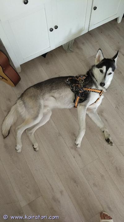 myydään huskymix www.koiratori.com-ilmoitus Huskyn ja saarloosin susikoiran sekoitusuros sirutettu, pentutarkastus tehtyterve,eloisa,energinen,vahva suojelu ja vaistoviettikiireellinen tarve päästä uuteen kotiin elämäntilanteen muuttumisen takiamyydään rakastavaan kotiin, jossa kokemusta rodusta, tarvitsee paljon liikuntaa ja tilaa, mieluiten omakotitaloon tai rivitaloon, isolla pihalla jossa voi juosta ja viettää ihania koiranpäiviäsyntymäaika: 3.8.25