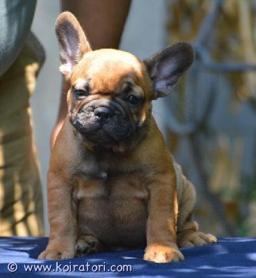 myydään Ranskanbulldoggi  www.koiratori.com-ilmoitus Hurmaava, puna/fawn värinen ranskanbulldoggipentu vielä kotia vailla! Polvitarkastetuista, hyväluonteisista ja hyvin hengittävistä vanhemmista. Pentu on vahvan urosleiman omaava, maskuliininen ja rotutyypillinen pentu. Luonteeltaan hän on perus ranskanbulla - reipas, eloisa ja hauska. Todella sosiaalinen sekä ystävällinen poika. Pentu on kotikasvatettu perheen keskellä ja hän on tottunut tavallisen arjen tavallisiin asioihin. Pentu madotetaan useaan kertaan, sirutetaan, rokotetaan sekä eläinlääkäritarkastetaan kahteen kertaan. Pentu myös rekisteröidään! luovutus on 6.8.2026 eteenpäin. Mukaansa pentu saa oman eväsreppunsa sekä rotukasvattajan vankan taustatuen elinkaarensa ajaksi. Lisätietoja saa asiallisesti yhteystietonsa lähettäneet, potentiaaliset ja varmat kotiehdokkaat, joilla on ranskikselle tarjolla se parahin koti sekä talous kunnossa. Kodit valitaan tarkoin, joten varaudu kertomaan sinusta/teistä kattavasti jo ensimmäisessä yhteydenotossasi. Ei sijoitukseen, ei osamaksumahdollisuutta.