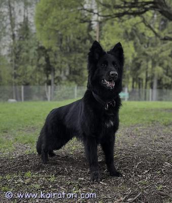 myydään saksanpaimen www.koiratori.com-ilmoitus Hyvää loppuelämän kotia etsii musta pitkäkarvainen saksanpaimenkoira. Perheessä kaksi saksanpaimen narttua eivätkä tule enää toimeen. Taiga myydään ainoaksi koiraksi. Taigasta saa lisää kuvia ja lisätietoja whatsapilla 0404854222. Ikää taigalle tulee lokakuussa 2 v