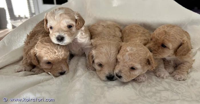 myydään maltipoo www.koiratori.com-ilmoitus Viisi ihanaa maltipoo-pentua etsii rakastavaa kotiameillä on tällä hetkellä viisi tervettä maltipoo-pentua vailla omaa loppuelämän kotiaan – kolme narttua ja kaksi urosta.pennut ovat syntyneet 10.6.2026 ja ovat valmiita muuttamaan uusiin koteihinsa 14.8.2026 alkaen, kun ne täyttävät kahdeksan viikkoa. Tällä hetkellä ne ovat seitsemän viikon ikäisiä.pennut kasvavat kodinomaisessa ympäristössä muiden lemmikkien seurassa, minkä ansiosta ne ovat tottuneet erilaisiin tilanteisiin ja sopeutuvat hyvin uusiin koteihin. Ne ovat leikkisiä, uteliaita ja seurallisia pieniä persoonia, joista jokaisella on oma luonteensa – joukossa on niin reippaita tutkijoita kuin rauhallisia sylissä viihtyjiäkin. Pennut ovat tottuneet päivittäiseen käsittelyyn, sylissä olemiseen sekä tavallisiin kodin ääniin, mikä helpottaa niiden muuttoa uuteen perheeseen.molemmat vanhemmat ovat maltipoo-koiria ja painavat noin 3–4 kg. Ne ovat terveitä, hyväluonteisia ja lapsiystävällisiä koiria. Vanhemmilla on erinomaiset terveystulokset polvien, lonkkien ja silmien osalta.jokainen pentu luovutetaan mikrosirutettuna, eläinlääkärin tarkastamana ja terveystodistuksen kanssa, ikänsä mukaisesti rokotettuna sekä neljä kertaa madotettuna ennen luovutusta.pennut kasvavat rakastavassa ja vilkkaassa perheympäristössä ihmisten ja eläinten ympäröiminä. Niistä kasvaa ystävällisiä, iloisia ja ihmisläheisiä seuralaisia, jotka tuovat paljon rakkautta ja iloa uuden perheensä elämään. ??jos haluat lisätietoja tai olet kiinnostunut jostakin pennuista, ota rohkeasti yhteyttä. Kerromme mielellämme lisää!