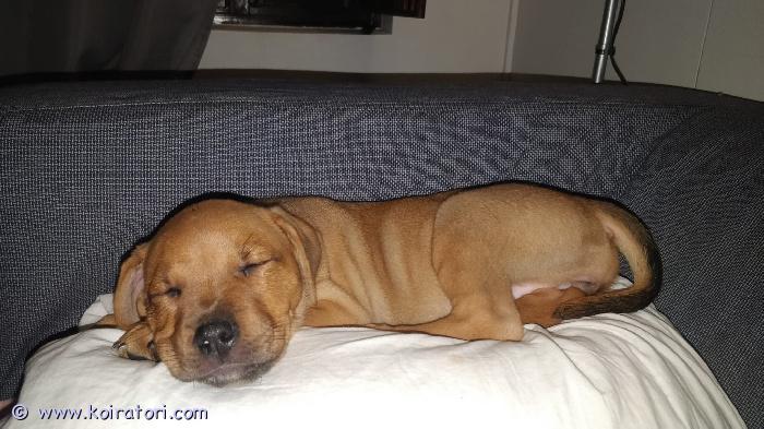 myydään amstaff www.koiratori.com-ilmoitus Amstaffimix tyttö pentu etsii kotia.syntynyt 23.5tottunut  isompiin koiriin osaa käydä ulkona asioilla, ei kuitenkaan ole vielä sisäsiisti täysin.todella sosiaalinenkerro millainen koti sinulla on tarjota ja millaista koirakokemusta löytyy/jos löytyykuopio