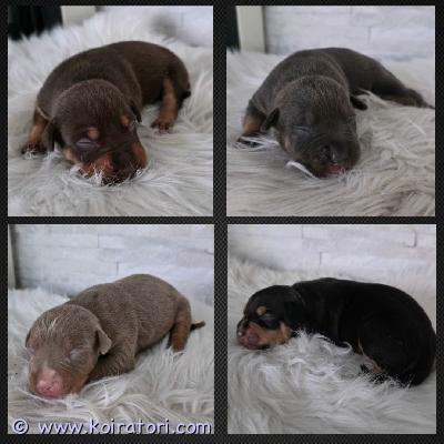 myydään americanbully www.koiratori.com-ilmoitus Americanbully standard/xl -pentueupeat tricolor-pennut etsivät aktiivisia ja rakastavia loppuelämän kotejaan.molemmat vanhemmat ovat terveitä ja tervepäisiä rotunsa edustajia. Luonteeltaan he ovat erittäin ihmisläheisiä, sosiaalisia ja tasapainoisia perhekoiria.vanhempien suvussa on useita tunnettuja ja menestyneitä koiria, kuten:dual ch jax parasiemprebulls trinity ja trimax bomb blood don choc raw prides brace bossys jumanji ja pez koi pennut kasvavat lapsiperheen arjessa tottuen kodin eri ääniin, käsittelyyn, ihmisiin sekä muihin koiriin. Panostamme pentujen varhaiseen sosiaalistamiseen ja monipuolisiin kokemuksiin ennen luovutusta. Pennut ruokitaan laadukkaalla nappula- ja raakaruoalla.pennut luovutetaan:eläinlääkärin tarkastamina useaan kertaan madotettuina sirutettuina rekisteröityinä abkc:hen (american bully kennel club) kattavan pentupaketin kanssa pennut ovat luovutusikäisiä syyskuun puolivälissä, 8 viikon ikäisinä. jos olet etsimässä itsellesi tai perheellesi uutta perheenjäsentä, ota yhteyttä. Kerron mielelläni lisää vanhemmista sekä pentueesta, vastaan lisäkysymyksiin ja lähetän kuvia.toivomme, että kerrot yhteydenotossasi itsestäsi, perheestäsi sekä siitä, millaisen kodin voit tarjota tulevalle pennulle. Emme myy pentuja pelkkien sähköpostien perusteella. Toivomme, että tulevat omistajat tulevat tutustumaan meihin, vanhempiin ja pentuihin paikan päälle.