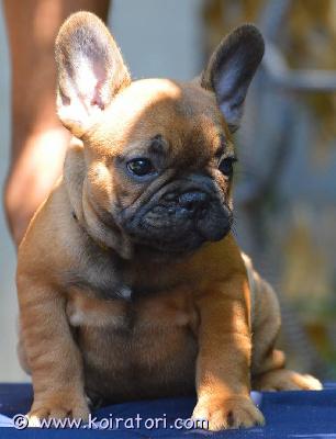 myydään Ranskanbulldoggi  www.koiratori.com-ilmoitus Hurmaava, puna/fawn värinen ranskanbulldoggipentu vielä kotia vailla! Mahdollisesti myös yksi brindle uros vapaana. Polvitarkastetuista, hyväluonteisista ja hyvin hengittävistä vanhemmista. Pentu on vahvan urosleiman omaava, maskuliininen ja rotutyypillinen pentu. Luonteeltaan hän on perus ranskanbulla - reipas, eloisa ja hauska. Todella sosiaalinen sekä ystävällinen poika. Pentu on kotikasvatettu perheen keskellä ja hän on tottunut tavallisen arjen tavallisiin asioihin. Pentu madotetaan useaan kertaan, sirutetaan, rokotetaan sekä eläinlääkäritarkastetaan kahteen kertaan. Pentu myös rekisteröidään! luovutus on 13.8.2026 eteenpäin. Mukaansa pentu saa oman eväsreppunsa sekä rotukasvattajan vankan taustatuen elinkaarensa ajaksi. Lisätietoja saa asiallisesti yhteystietonsa lähettäneet, potentiaaliset ja varmat kotiehdokkaat, joilla on ranskikselle tarjolla se parahin koti sekä talous kunnossa. Kodit valitaan tarkoin, joten varaudu kertomaan sinusta/teistä kattavasti jo ensimmäisessä yhteydenotossasi. Ei sijoitukseen, ei osamaksumahdollisuutta.