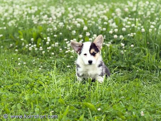 myydään corgi www.koiratori.com-ilmoitus Vapaana on vielä kaksi narttupentua.pennut ovat syntyneet 22.3.2026.pennut ovat terveitä ja kasvaneet perheessä. Niiden kanssa on oltu paljon tekemisissä, ja ne ovat saaneet runsaasti huolenpitoa ja rakkautta.eläinlääkäri on tarkastanut pennut, ja niille on tehty kaikki tarvittavat toimenpiteet. Pentujen vanhemmat ovat rekisteröityjä rotukoiria.luovutus tallinnassa.
