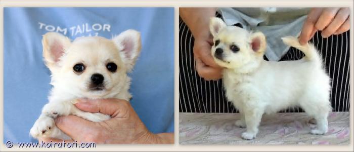 MYYDääN chihuahua www.koiratori.com-ilmoitus Kaunis pitkäkarvainen chihuahua pentu 2,5 kk, etsii rakastavaa kotia. Terve, rohkea, utelias, aktiivinen, hyvässa kunnossa , ei vikoja. Hampaat 6x6 leikkaava purenta. Penttu myydän mikrosirun kansaa, se on usein madotettu, fcin rekisteröity ja myyntisopimus. Molemmat vanhemmat ovat terveystestattuja terveitä koiria, joilla on todella hyvä sukutaulu