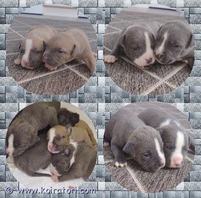 myydään americanbully www.koiratori.com-ilmoitus Omia loppuelämän koteja etsii 6 uros ja 4 narttu pentua .pennut ovat syntyneet 14.07.2026 eli saavuttavat luovutusiän syyskuun puolella.pennut luovutetaan uusiin koteihin terveystarkastettuna , useasti madotettuna , fix- rekisteriin rekisteröitynä sekä pentupaketin kera .pennut tottuvat normaaleihin kodin ääniin , käsittelyyn (kynsien leikkuu jne) sekä lapsiin .varausmaksu 150€ .pentujen emä Dior on paperillinen xl bully noin 35kg .Dior on tervepäinen, tottelevainen ja nopea oppimaan sekä helposti motivoitava .lempeästä luonteesta huolimatta myössuojeluviettiä löytyy .tulee toimeen muiden koirien kanssa .Uros koira on xl bully mix noin 40kg . Tervepäinen sekä ystävällinen . Tulee toimeen muiden koirien kanssa sujuvasti .pennuille etsitään koteja, joissa tietoa vahvemmista roduista .varmasti jäi jotain kertomatta joten vastaan mielelläni lisäkysymyksiin pennuista :) !