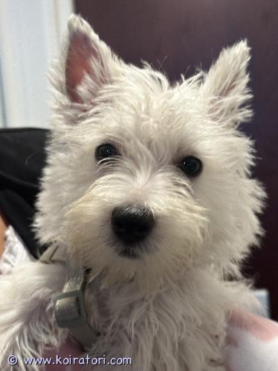 myydään westie www.koiratori.com-ilmoitus Westie - valkoinen länsiylämaanterrierityttö s.9.5.26 on luovutusiässä ja saa muuttaa uuteen kotiin kun sopiva löytyy. Pentu on reipas ja iloinen vesseli. Se on terveystarkastettu, sirutettu ja madotettu. Ota yhteyttä niin kerron lisää. Haluan myös kuulla minkälaisiin olosuhteisiin tyttönen pääsisi.