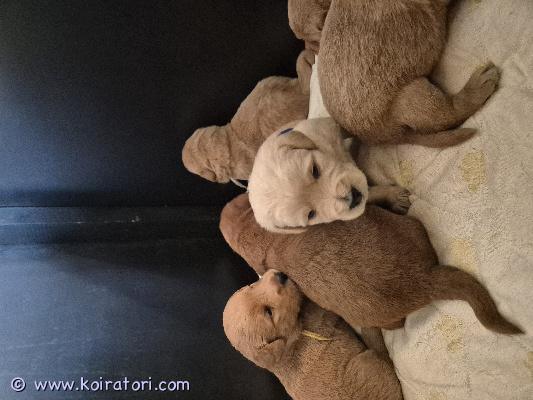 myydään labradoodle www.koiratori.com-ilmoitus Myydään ihanat labradoodle-pennutRakkaudella kasvatetut labradoodle-pennut etsivät vastuullisia ja pysyviä koteja.Pennut ovat syntyneet 12.7.2026 ja ovat luovutusikäisiä 6.9.2026.Pentujen vanhemmat ovat terveystutkittuja ja saaneet erinomaiset terveystulokset. Pennut kasvavat kodinomaisessa ympäristössä, jossa ne tottuvat arjen ääniin ja ihmisten käsittelyyn.Luovutushetkellä pennut ovat eläinlääkärin tarkastamia, sirutettuja, ikänsä mukaisesti madotettuja ja valmiita muuttamaan uusiin koteihinsa. Etsimme pennuille rakastavia, aktiivisia ja vastuullisia koteja, joissa ne saavat hyvän ja turvallisen elämän.Jos olet kiinnostunut tai haluat lisätietoja, ota rohkeasti yhteyttä. Kerromme mielellämme lisää pennuista ja autamme löytämään juuri sinulle sopivan pennun. Pentueeseen syntyi 6 urosta ja 2 narttua.Varausmaksu 300€, joka jää kasvattajalle, mikäli pennun ostaja peruu kaupat. 