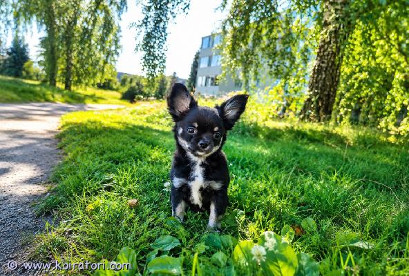 myydään chiuhauha www.koiratori.com-ilmoitus bobi etsii rakastavaa loppuelämän kotia 10 viikkoa vanha bobi on suloinen, reipas ja iloinen pentu, joka etsii omaa rakastavaa perhettään.eläinlääkärin tarkastamasirutettumadotettu säännöllisestivanhemmat ovat täysin terveitäbobi on sosiaalinen ja utelias pentu, joka tulee hyvin toimeen lasten sekä muiden koirien kanssa. Hän rakastaa ihmisten seuraa ja on valmis oppimaan uusia asioita turvallisessa ja huolehtivassa kodissa.etsimme bobille ennen kaikkea rakastavaa ja vastuullista kotia, jossa hänestä pidetään huolta koko hänen elämänsä ajan.jos uskot, että voisit tarjota bobille juuri sellaisen kodin, kerrothan viestissäsi hieman itsestäsi ja millaiseen kotiin bobi olisi muuttamassa. 