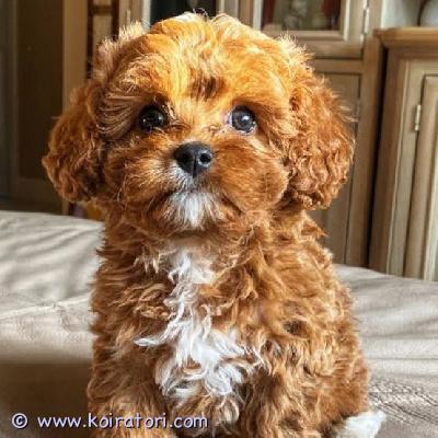 myydään cavapoo-pentuja www.koiratori.com-ilmoitus Meillä on pentuja, uros ja naaras. Niin lempeitä ja hellyydenkipeitä. Minulla on jäljellä kaksi urosta ja naaras. Tämä on loistava rotu lapsiperheille. Ne ovat erittäin helppoja kouluttaa ja innokkaita miellyttämään. Pennut ovat nyt valmiita muuttamaan uusiin koteihin, koska ne ovat juuri saaneet ensimmäiset rokotukset ja madotuksen. Ne ovat ystävällisiä leikkimään lasten ja muiden lemmikkien kanssa. Kaikki ovat rokotettuja. Ota yhteyttä vain sähköpostitse.