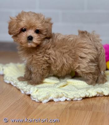 myydään maltipoo-pentuja www.koiratori.com-ilmoitus Meillä on pentuja, uros ja naaras. Niin lempeitä ja hellyydenkipeitä. Minulla on jäljellä kaksi urosta ja naaras. Tämä on loistava rotu lapsiperheille. Ne ovat erittäin helppoja kouluttaa ja innokkaita miellyttämään. Pennut ovat nyt valmiita muuttamaan uusiin koteihin, koska ne ovat juuri saaneet ensimmäiset rokotukset ja madotuksen. Ne ovat ystävällisiä leikkimään lasten ja muiden lemmikkien kanssa. Kaikki ovat rokotettuja. Ota yhteyttä vain sähköpostitse.