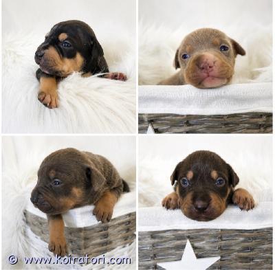 myydään americanbully www.koiratori.com-ilmoitus Americanbully xl/standard -pentue. upeat tri color pennut etsivät aktiivisia ja rakastavia loppuelämän kotejaan.molemmat vanhemmat ovat terveitä ja tervepäisiä rotunsa edustajia. Luonteeltaan erittäin ihmisläheisiä sosiaalisia ja tasapainoisia perhekoiria.pennut kasvavat lapsiperheen arjessa tottuen erilaisiin ääniin, käsittelyyn, eri ihmisiin sekä muihin koiriin. Panostamme pentujen varhaiseen sosiaalistamiseen ja monipuolisiin kokemuksiin ennen luovutusta.pennut luovutetaan:• eläinlääkärin tarkastamina• useaan kertaan madotettuina• sirutettuina• rekisteröityinä abkc (american bully kennel club)pentupaketin kera.luovutus syyskuun toisella viikolla.jos olet etsimässä itsellesi tai perheellesi uutta perheenjäsentä, niin ota yhteyttä niin jutellaan lisää. toivomme, että kerrot yhteydenotossasi itsestäsi ja perheestäsi sekä siitä millaisen kodin voit tarjota tulevalle pennulle.