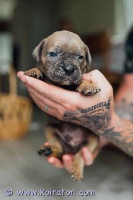 MYYDääN canecorso www.koiratori.com-ilmoitus Vielä varatttavissa tyttö ja 2 poikaa 14.6 syntyneestä pentueestamme.pennut on luovutusikäisiä elokuun alussa ja rekisteröitynä eestin kennelliittoon.pennut on useasti madotettu ja eläinlääkäri on pennut siruttanut ja terveeksi tarkastanut sekä niillä on eu-passi.mukaan pennulle annamme kattavan pentupaketin sekä kasvattajan loppuelämän tuen.pentujen vanhempiin saa tutustua kennelissämme.isä on mm euroopan junior winner 2025,wds vice junior winner 2025 sekä usean maan valio.emä on usean maan muotovalio.molemmat vanhemmat hyväluonteiset ja terveet.pentujen uudelta kodilta toivomme kokemusta/tutustumista rotuun ennen pennun hankintaa.mikäli sinulla on pennun hankinta ajankohtainen asia ja elämä kunnossa että pystyt tarjoamaan pennulle hyvän huolehtivan ja vastuuntuntoisen kodin ota yhteyttä +37255628699 niin kerron mielelläni lisätietoja.osamaksu mahdollisuus.ole valmis kertomaan itsestäsi ja millainen koti tarjolla.