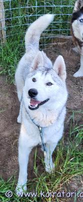 myydään husky www.koiratori.com-ilmoitus Nuori 6.6 syntynyt huskytyttö etsii aktiivista loppuelämän kotia.koira on perusterve, sirutettu ja rokotettu. Passi on. Toivomme että hän löytäisi kodin, jossa liikutaan ja harrastetaan  ja että kodissa olisi myös toinen nelijalkainen leikkikaveri koska koira on tottunut olemaan muiden kanssa.emme anna koiraa kerrostaloon.lisätietoja  annan mieluiten suoraan puhelimitse tai sähköpostitse.   
