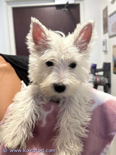 myydään westie www.koiratori.com-ilmoitus Westie-  valkoinen länsiylämaanterrieri pentu. Syntynyt 9.5.26. Terve, reipas ja iloinen tyttö. Terveystarkastettu, sirutettu ja madotettu. On luovutusikäinen ja valmis muuttamaan omaan kotiin. Tule kotiini katsomaan ja tutustumaan sekä pentuun että sen emoon. Voin myös keskustella osamaksusta.