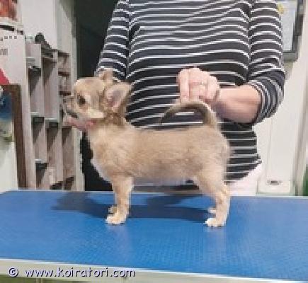 MYYDääN chihuahua www.koiratori.com-ilmoitus Todella kaunis tyttö, chihuahua , pitkäkarvainen . Syntynyt 09.04.2026 .sukutaulu, siru, eurooppapassi, rokotus, madotukset. Erinomainen luonne, aktiivinen , valmis muuttamaan uuteen kotiin. Toimitus helsinkiin mahdollinen. Lisätietoja sähköpostitse : lanadanaraf@mail.ru . P 358449703263