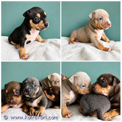myydään americanbully www.koiratori.com-ilmoitus Americanbully xl/standard -pentue.upeat tri color pennut etsivät aktiivisia ja rakastavia loppuelämän kotejaan.molemmat vanhemmat ovat terveitä ja tervepäisiä rotunsa edustajia. Luonteeltaan erittäin ihmisläheisiä sosiaalisia ja tasapainoisia perhekoiria.sukutaulun huippunimiä ovat muun muassa:• dual ch jax • parasiemprebulls trinity  trimax • bomb blood don choc • raw prides brace • bossys jumanji  pez koipennut kasvavat lapsiperheen arjessa tottuen erilaisiin ääniin, käsittelyyn, eri ihmisiin sekä muihin koiriin. Panostamme pentujen varhaiseen sosiaalistamiseen ja monipuolisiin kokemuksiin ennen luovutusta.pennut luovutetaan:• eläinlääkärin tarkastamina• useaan kertaan madotettuina• sirutettuina• rekisteröityinä abkc (american bully kennel club)pentupaketin kera.luovutus syyskuun toisella viikolla.jos olet etsimässä itsellesi tai perheellesi uutta perheenjäsentä, niin ota yhteyttä niin jutellaan lisää.toivomme, että kerrot yhteydenotossasi itsestäsi ja perheestäsi sekä siitä millaisen kodin voit tarjota tulevalle pennulle. 