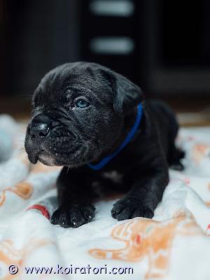 MYYDääN canecorso www.koiratori.com-ilmoitus kauniit mustabrindlet ja mustat pennut syntyivät kenneliimme 23.7.vielä muutama pentu varattavissa parhaaseen ja vastuuntuntoiseen kotiin.vanhemmat ovat hyväluonteiset ja terveet hyvillä näyttelytuloksilla.pennulle mukaan erittäin kattava pentupaketti(arvo n.200e)sekä kasvattajan loppuelämän tuki.kodilta odotamme rodun tuntemusta/rotuun tutustumista sekä elämäntilannetta,jossa pennulle mahdollisuus tarjota huolehtiva ja vastuuntuntoinen koti.osamaksu mahdollisuus.ole valmis kertomaan millainen koti sinulla olisi tarjota.kerron mielelläni lisää pennuistamme +37255628699 whatsapp