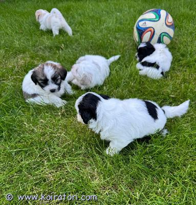 myydään havanese www.koiratori.com-ilmoitus 5 suloista pentua etsii rakastavia kotejameillä on 5 ihanaa pentua, jotka ovat valmiita muuttamaan uusiin koteihinsa viikolla 19. Elokuuta.pentujen emä on maltan- ja shih tzun sekoitus, 2,5-vuotias ja painaa noin 6 kg.isä on maltan, havannankoiran (50 %) ja villakoiran (50 %) sekoitus, 2-vuotias ja painaa noin 4,5 kg.pentujen odotetaan jäävän pienikokoisiksi, aikuispainon ollessa alle 6 kg, ja niillä on ihana, ystävällinen luonne. Ne voivat sopia myös henkilöille, jotka etsivät allergiaystävällisempää lemmikkiä.pennut kasvavat rakastavassa kodissamme yhdessä emänsä ja kissan kanssa. Ne ovat tottuneet arjen perhe-elämään ja sosiaalistettu hyvin lasten, nuorten ja aikuisten kanssa. Ne saavat paljon huomiota, hellyyttä ja rakkautta alusta asti.pentujen terveyden ja hyvinvoinnin vuoksi ne madotetaan 2, 4 ja 6 viikon iässä, mikrosirutetaan, rekisteröidään ja ne käyvät terveystarkastuksessa ennen uuteen kotiin lähtöä.tärkeintä meille on, että jokainen pentu löytää turvallisen, rakastavan ja vastuullisen loppuelämän kodin, jossa sitä kohdellaan perheen arvostettuna jäsenenä. 
