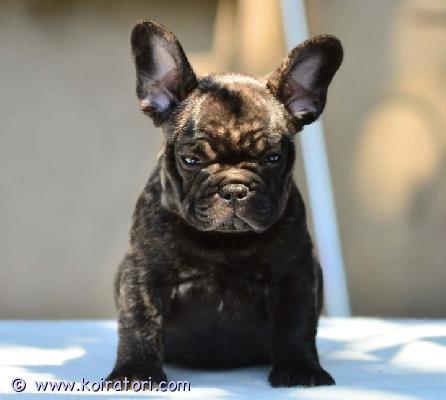 myydään ranskanbulldoggi www.koiratori.com-ilmoitus Hurmaava ranskanbulldoggipentu etsii vielä omaa kotia. Pentu on väriltään perinteinen brindle. Polvitarkastetuista, hyväluonteisista ja hyvin hengittävistä vanhemmista. Pentu on vahvan urosleiman omaava, maskuliininen ja rotutyypillinen pentu. Luonteeltaan pentu on perusbulla, joka hengittää hyvin, on reipas, eloisa ja hauska - todella sosiaalinen sekä ystävällinen. Tämä pentu on kasvanut perheen keskellä, kotikasvattajalla. Pentu madotetaan useaan kertaan, sirutetaan, rokotetaan sekä eläinlääkäritarkastetaan kahteen kertaan. Pennulla on myös rekisteripaperit! Pentu luovutetaan aikaisintaan 13.8.2026 eteenpäin, pentupaketin sekä rotukasvattajan vankan taustatuen kera. Lisätietoja saa asiallisesti yhteystietonsa lähettäneet, potentiaaliset kotiehdokkaat, joilla on ranskikselle tarjolla asiallinen koti ja talous kunnossa. Kodin valitsen tarkoin, joten kerro sinusta/teistä kattavasti jo ensimmäisessä yhteydenotossasi. Ei sijoitukseen, ei osamaksumahdollisuutta. 