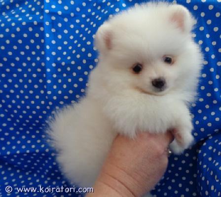 myydään pomeranian www.koiratori.com-ilmoitus Urospomeranianpentu etsii uutta kotiavarattavissa upea, terve, hyväluonteinen ja iloinen urospentu!pieni ja vahva kaveri, erittäin kiltti!tästä tulee todella erityinen ja uskomattoman mukava sisäkoira ja jopa fantastisen hyvä harrastuskoira. Taatusti hyvä.tulee toimeen lasten, muiden lemmikkien, koirien ja koko perheen kanssa - pystyy tekemään asioita yksin, koska se on älykäs ja säyseä.pomeranian on pieni, vahva, eloisa ja tasapainoinen aikuisena. Poikkeuksellisen hyvä koirarotu. Ei nirso, kiltti, leppoisa, mutta aina toimeentuleva.pennulla on kaikki viralliset todistukset, rekisteröinnit, terveystakuu, ohjeet ja neuvonta, vuosikymmenten tuki ja turvallisuus jne.sirputettu, rokotettu, eläinlääkärin tarkastama, rekisteröity, vanhemmat tavattavissa.kaikki on kunnossa, viimeistä yksityiskohtaa myöten!paljon lisätietoja pennuista, rodusta ja vanhemmista sähköpostitse.