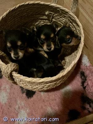 myydään kääpiömix www.koiratori.com-ilmoitus Kahden kääpiörodun risteytys pennut.aikuispaino 2,5-3,5kgvanhemmat hyväluonteiset ja terveet oman rotunsa edustajat.pennut 3tyttöä ja 1poika.luovutus 21.8pennut sirutetaan ja tarkistetaan eläinlääkärissä.mukaan todistus siitä. madotettu useasti. syövät laaturuoka.pentupaketti mukaan.sosiaaliset pennut tottuneet myös isoihin koiriin. erittäin reippaita.syksyn iltoihin kainaloon tai sopii myös harrastiksiin.lisää kuvia videoita jos olet aidosti kiinnostunut.kauppakirja ja kuitti tehdään.ei osamaksua. ei pienten lasten perheisiin.kerrothan kodistasi ensin. 