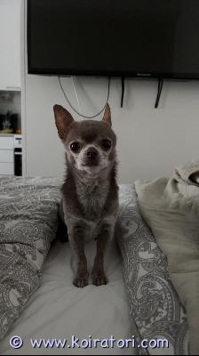 myydään chihuahua www.koiratori.com-ilmoitus Niilo etsii uutta rakastavaa kotiaRotu:ChihuahuaSukupuoli: urosSyntymäaika: 20.08.2015Syntymämaa: VenäjäPaino: n. 2,5kgVäri: lilacSijainti: OuluNiilo on 10-vuotias chihuahua, joka on luonteeltaan kiltti ja rauhallinen, mutta osaa myös vahtia. Pitää ihmisistä ja huomiosta.Ei välitä pienistä lapsista. Antaa silittää, mutta lähtee mielellään pois tilanteesta. Tulee toimeen muiden koirien kanssa (etenkin pienet koirat) kunhan saa tutustua ensin. Isoille koirille haukkuu lenkillä.En osaa sanoa miten tulee kissojen kanssa toimeen. Yksinolo onnistuu hyvin ja tottunut matkustamaan autossa.Tullut kodinvaihtajana minulle 4-vuotiaana. On alunperin Venäjältä. Sirutettu. Rokotettu. Rekisterissä venäjän kennelliitossa. Suomen kennelliittoon rekisteröity 9.11.2018Ikää jo on. Takajaloissa havaittavissa välillä pientä jäykkyyttä. Aiemmassa kodissa korvat paleltuneet. Merkkailee sisälle jos tilaa ei ole rajattu.lääkityksenä ursochol mukoseeleen.hammaskiven poisto ja sappikontrolli ainakin edessä.Uusi koti etsinnässä muuttuneen elämäntilanteen takia ja koiran parasta ajatellen.Hän sopisi parhaiten rauhalliseen aikuistalouteen / ainoaksi koiraksi / toisen pienen koiran kaveriksi.uudelta kodilta toivotaan ennen kaikkea sitoutumista, aikaa ja halua tarjota hänelle loppuelämän rakastava koti.Kerrothan yhteydenotossa hieman itsestäsi, elämäntilanteestasi ja millaiseen kotiin koira olisi tulossa.Hinta: 300€Lisätiedot ja kysymykset viestillä. Kaikki koiran tavarat saa mukaan.
