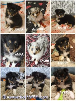 MYYDääN sheltie puppies www.koiratori.com-ilmoitus The kennel is reserving sheltie puppies born on 18.06.2026. We have one tricolor female and three males (two tricolors and one blue merle) available for reservation.all puppies are healthy, beautiful, outgoing, playful, and always positive.all puppies are free of food and medication allergies.they will be ready to go to their new families in mid-august.each puppy will have an ekl/fci pedigree, a european passport, a microchip, age-appropriate vaccinations, and a sales contract.the parents are show dogs and have been health tested.i have whatsapp and viber.kennel varaa 18. Kesäkuuta 2026 syntyneitä shelttipentuja. Meillä on varattavissa yksi tricolor-naaras ja kolme urosta (kaksi tricolor-väristä ja yksi blue merle).kaikki pennut ovat terveitä, kauniita, ulospäinsuuntautuneita, leikkisiä ja aina positiivisia.kaikki pennut ovat ruoka-aine- ja lääkeaineallergioista vapaita.ne ovat valmiita muuttamaan uusiin koteihinsa elokuun puolivälissä.jokaisella pennulla on ekl/fci-sukupuu, eurooppalainen passi, mikrosiru, ikätasoiset rokotukset ja kauppakirja.vanhemmat ovat näyttelykoiria ja heille on tehty terveystarkastuksia.minulla on whatsapp ja viber.